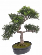 Bonsai tealeaf 40cm